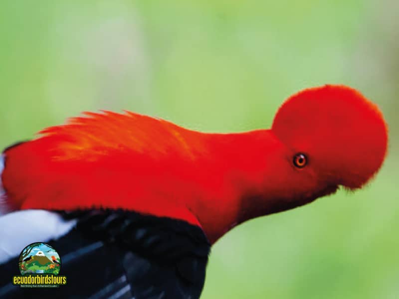 birding day tours from quito refugio paz de las aves