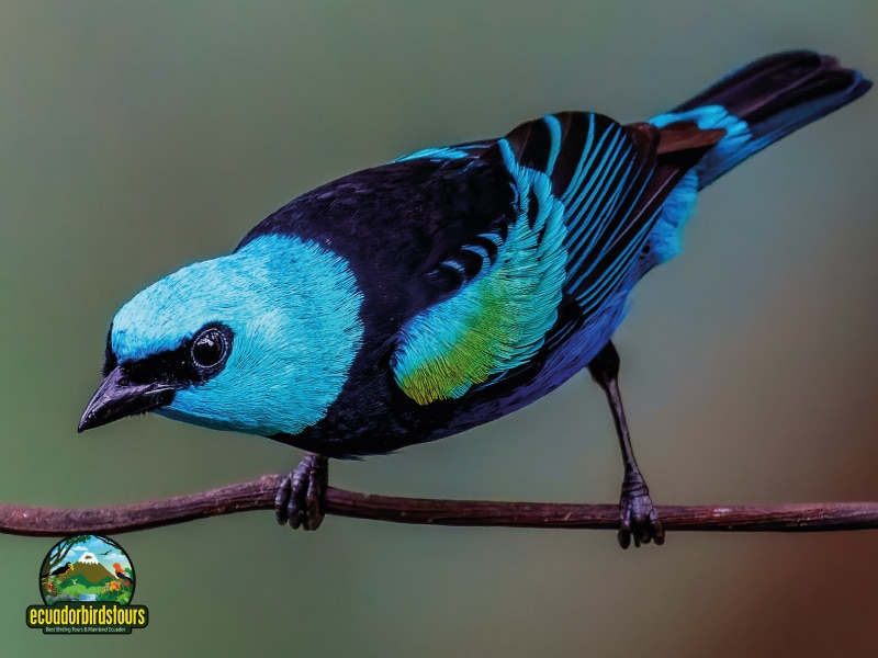 birding day tours from quito zuro loma alambi hummingbird paradise