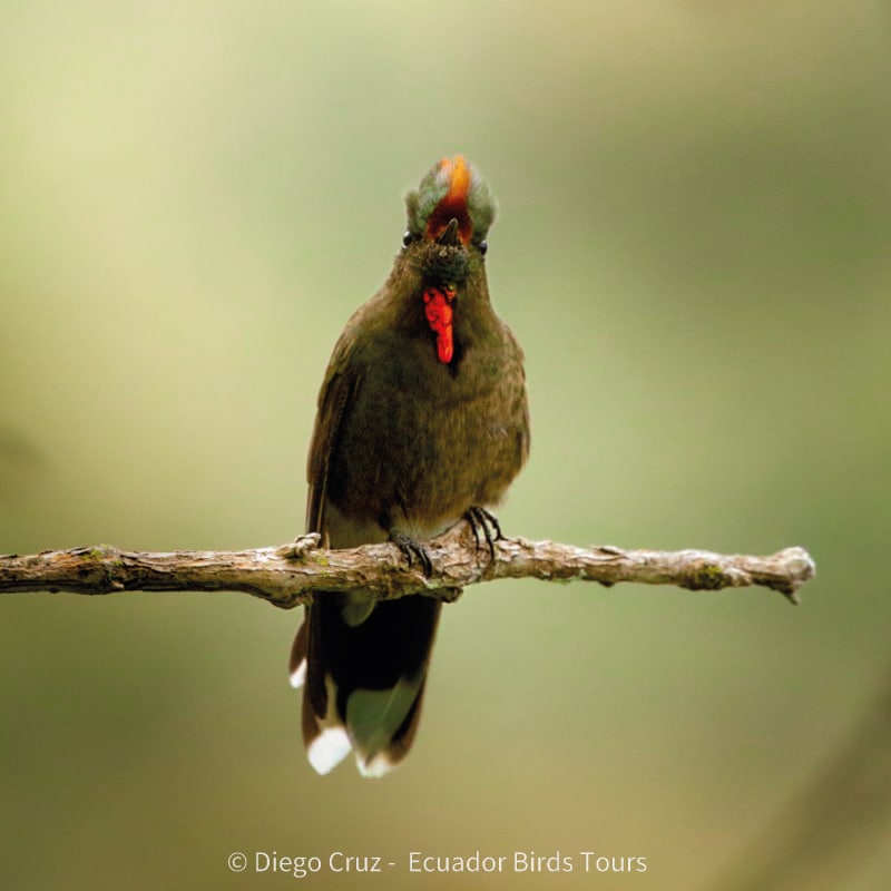 birding day tours from quito by ecuador birds tours (1)