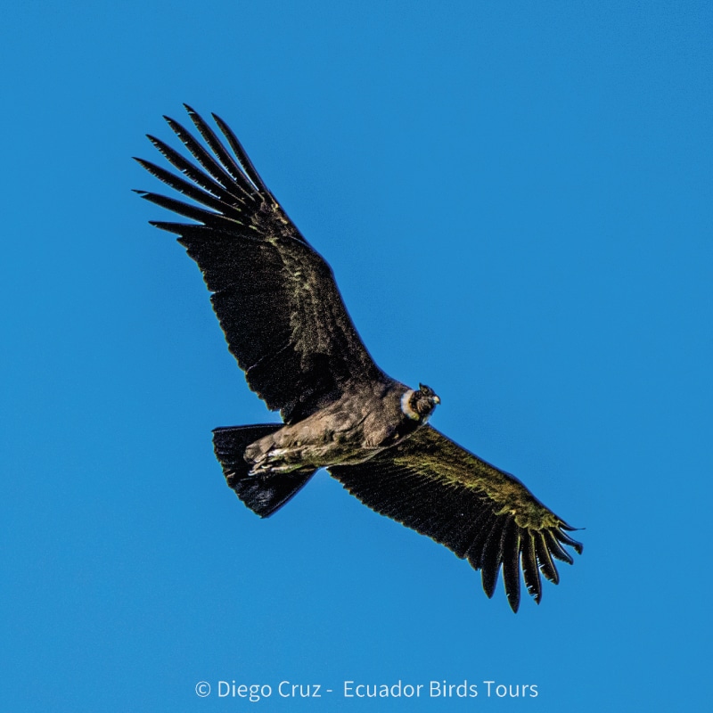 birding day tours from quito by ecuador birds tours (2)