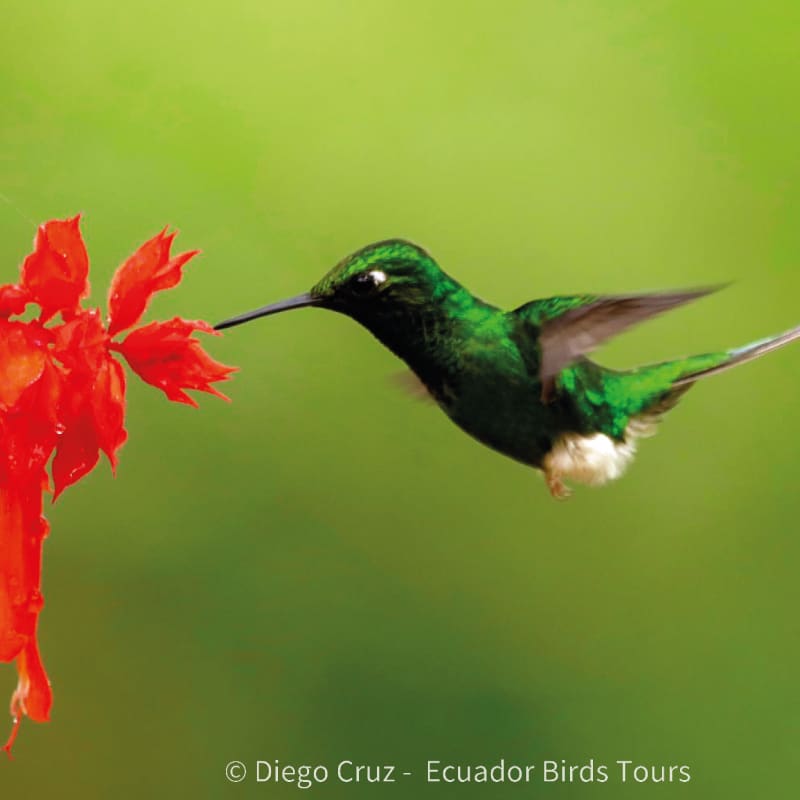 birding day tours from quito by ecuador birds tours (5)