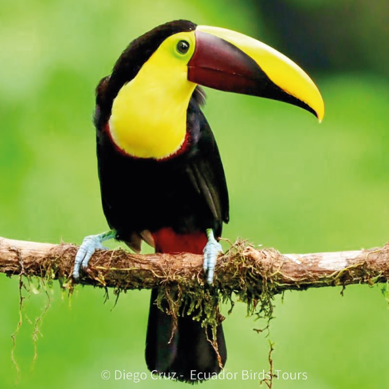 birding day tours from quito by ecuador birds tours (7)