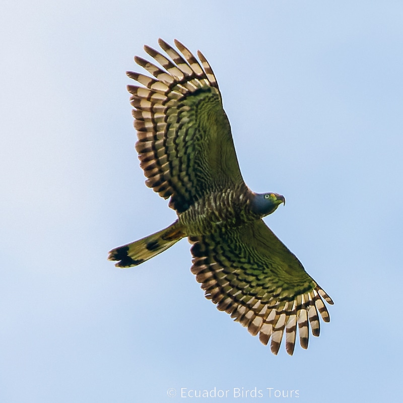 birding groups in ecuador by ecuador birds tours (1)