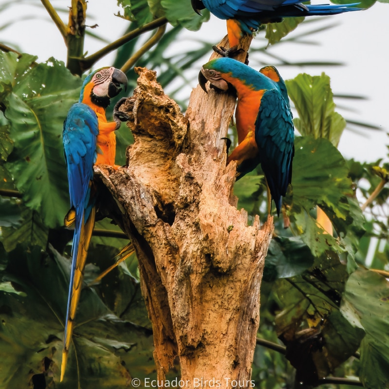 birding groups in ecuador by ecuador birds tours (2)