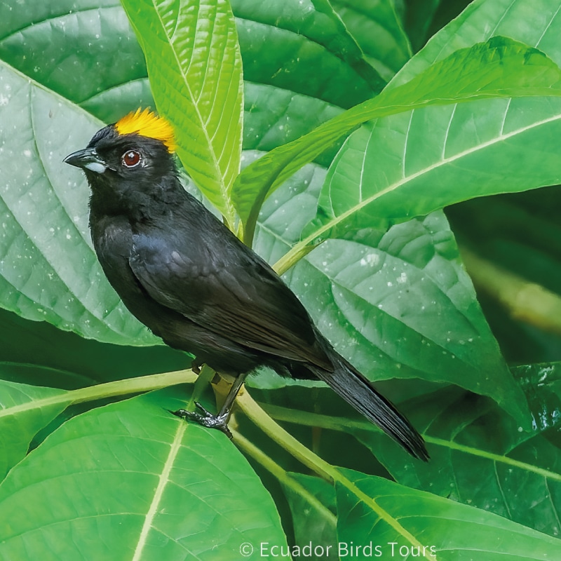 birding groups in ecuador by ecuador birds tours (3)