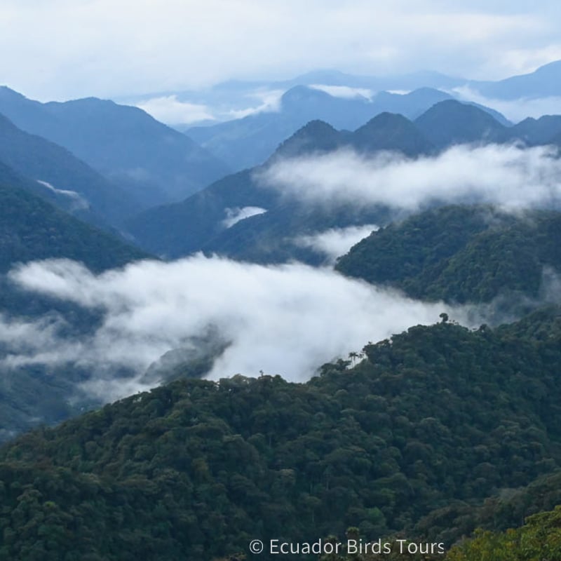 birding groups in ecuador by ecuador birds tours (5)