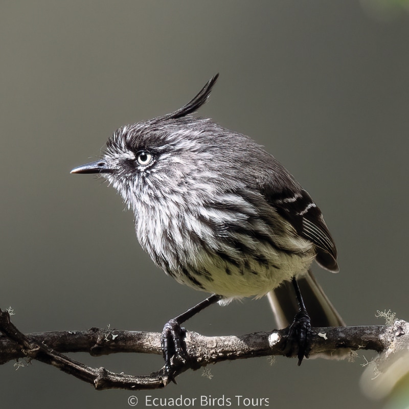 birding photo tours in ecuador by ecuador birds tours (1)