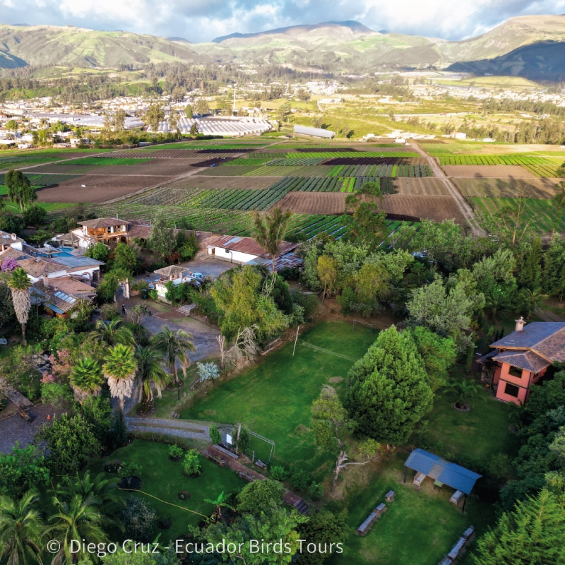 birding photo tours in ecuador by ecuador birds tours (10)