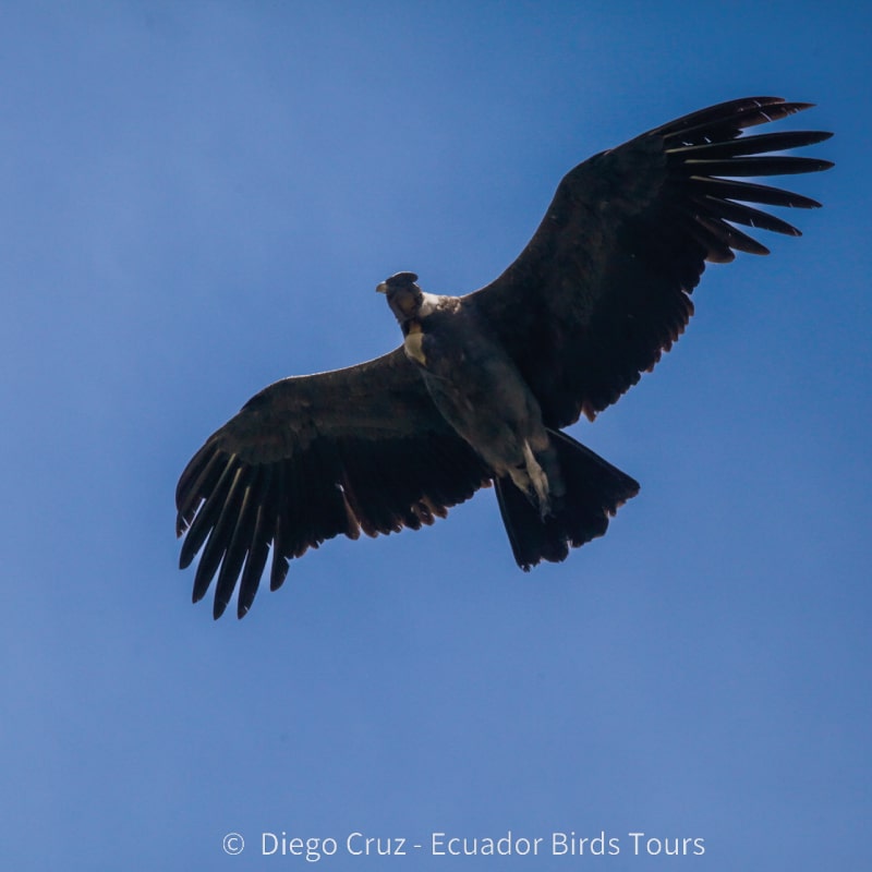 birding photo tours in ecuador by ecuador birds tours (14)