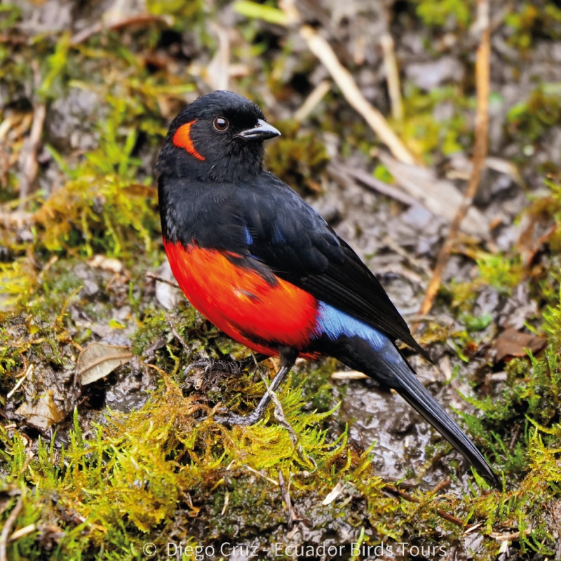 birding photo tours in ecuador by ecuador birds tours (15)