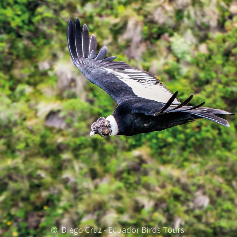 birding photo tours in ecuador by ecuador birds tours (16)