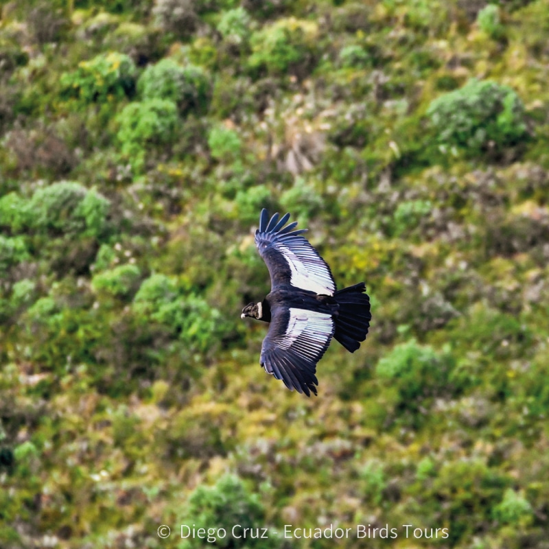 birding photo tours in ecuador by ecuador birds tours (19)