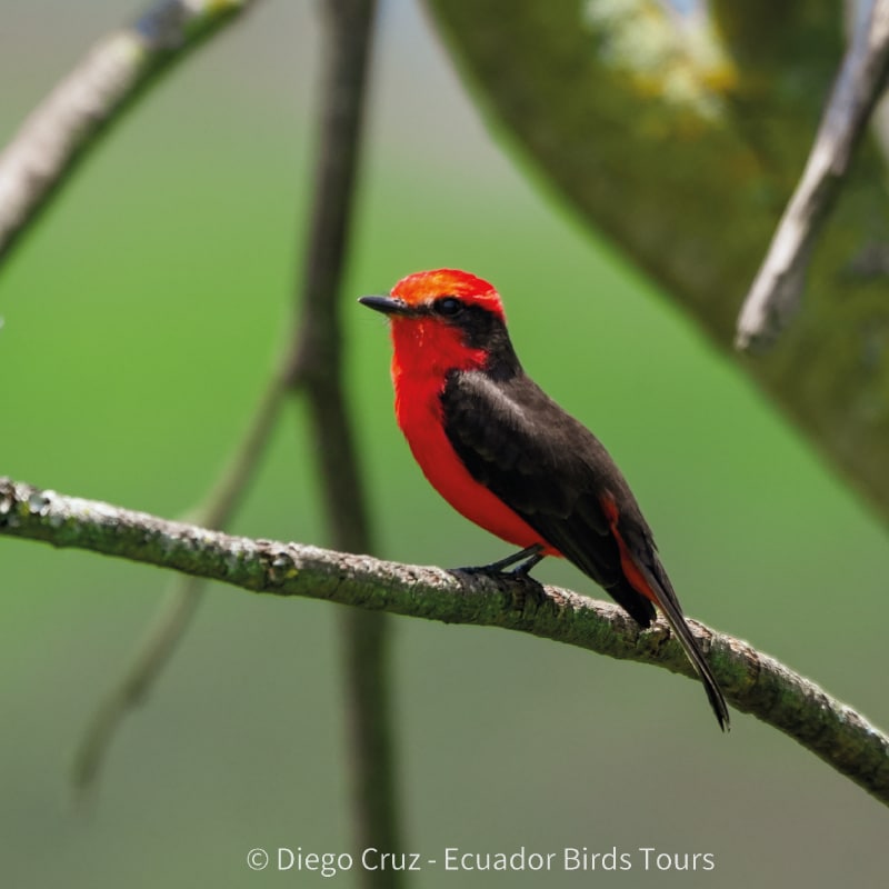 birding photo tours in ecuador by ecuador birds tours (23)