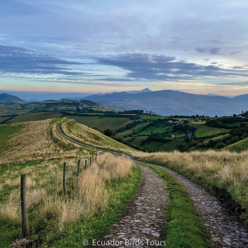 birding photo tours in ecuador by ecuador birds tours (8)