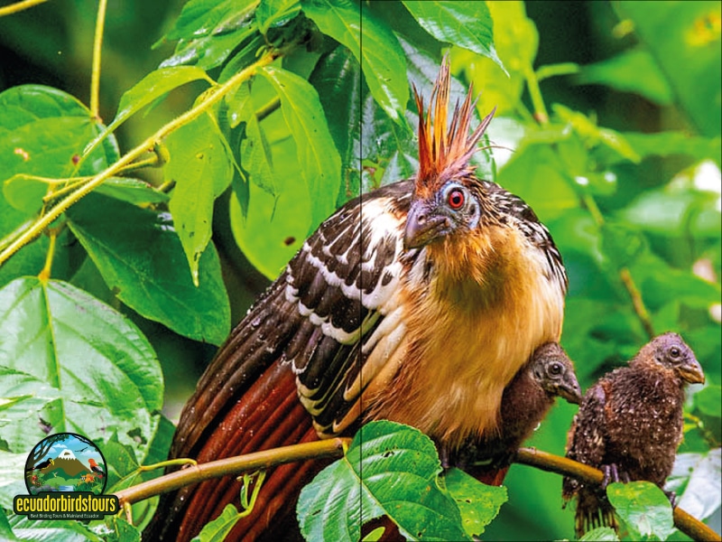 birding in ecuador tours (1)