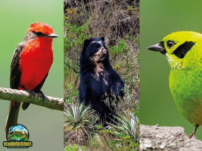birding in ecuador tours (3)