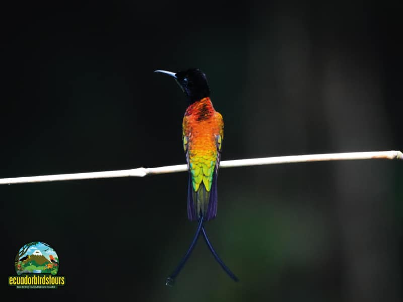 birding in ecuador tours (7)