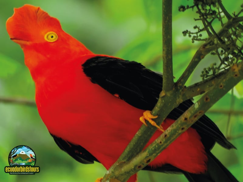 birding in ecuador tours (8)