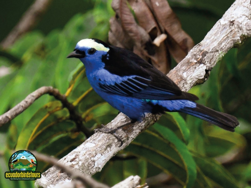 birding in ecuador tours (9)
