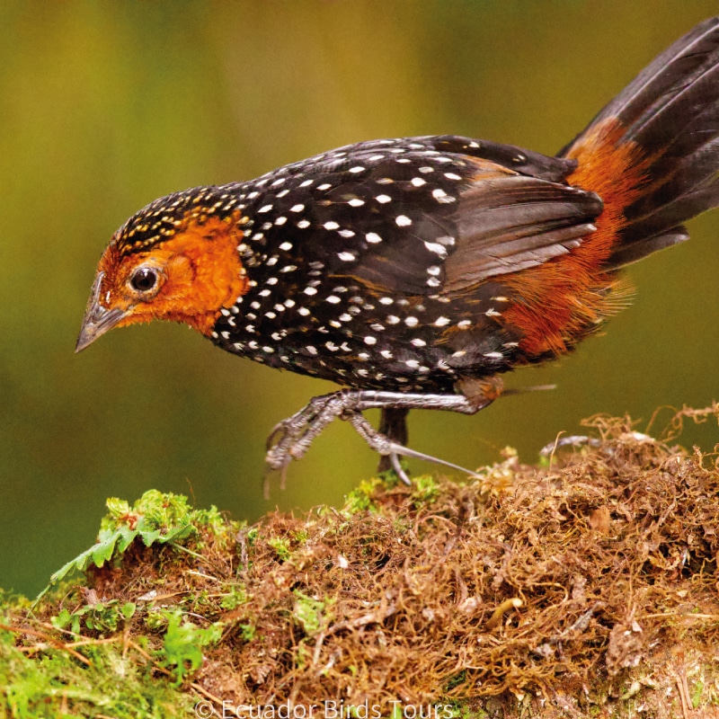 birdwatching in the andes jimenita, antisana and zuro loma (3)