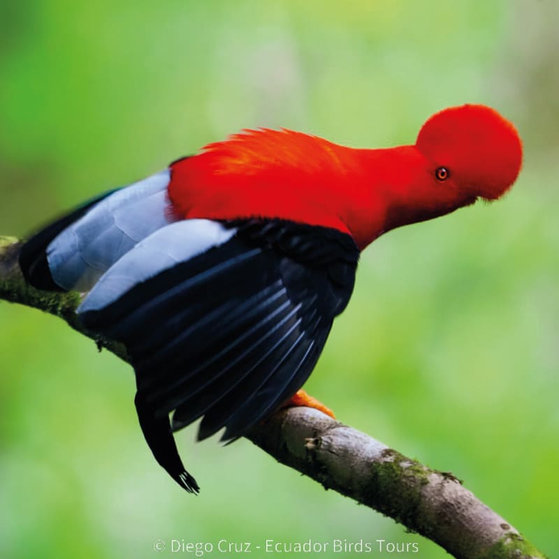 cloud forests bird species photo bird tours ecuador (26)