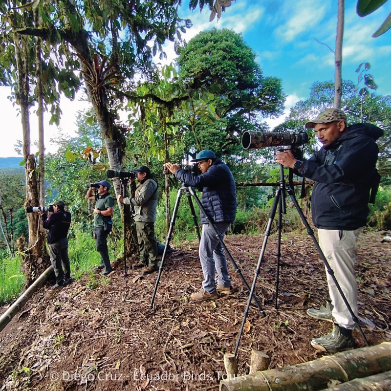custom birding photography tours in ecuador by ecuador birds tours (30)
