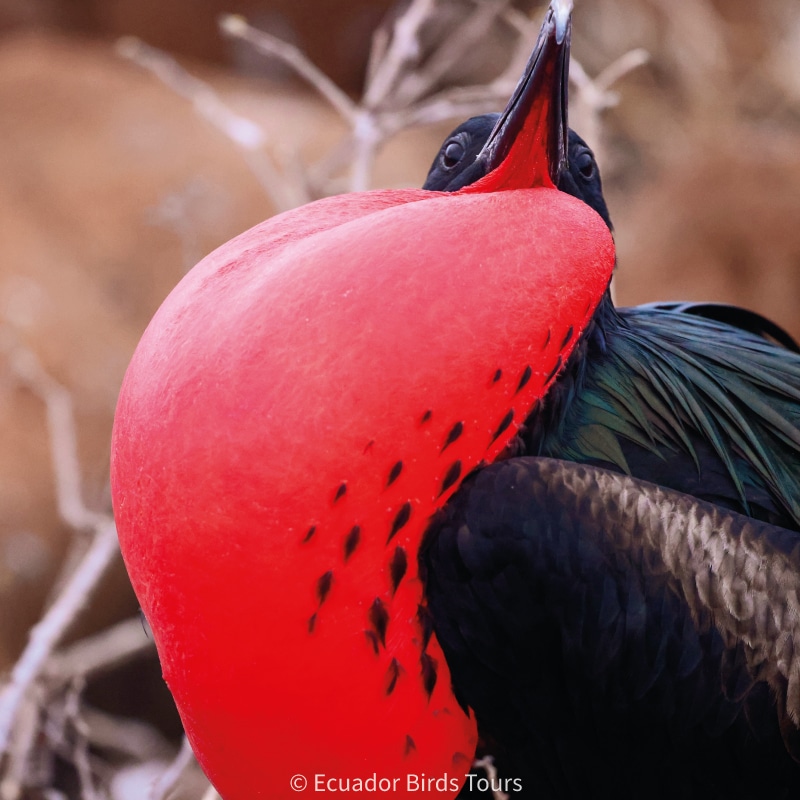 galapagos birding cruises by ecuador birds tours (6)