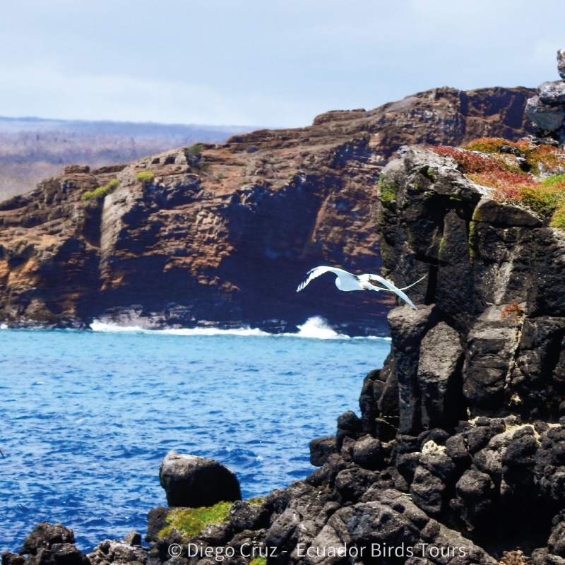 galapagos birding tours by ecuador birds tours (14)