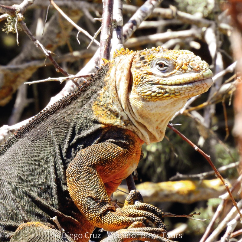 galapagos birding tours by ecuador birds tours (16)