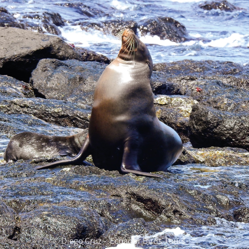 galapagos birding tours by ecuador birds tours (17)