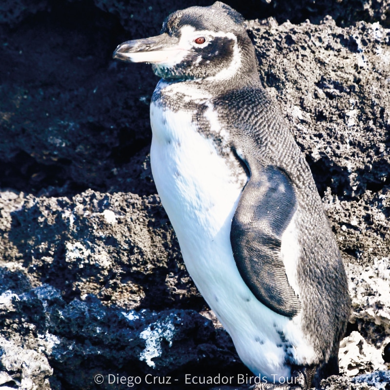 galapagos birding tours by ecuador birds tours (24)