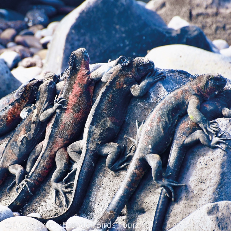 galapagos birding tours by ecuador birds tours (27)