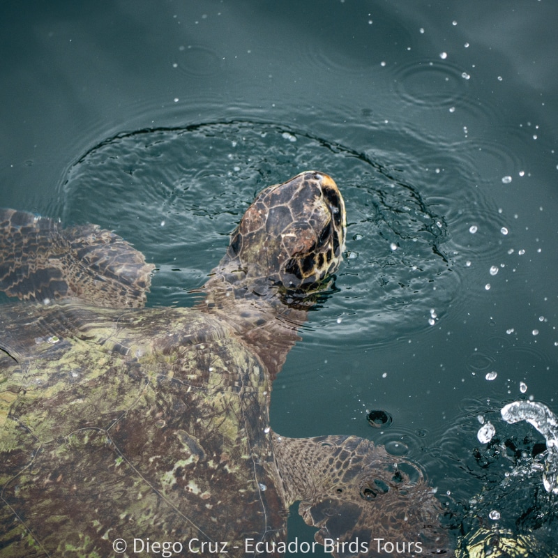 galapagos birding tours by ecuador birds tours (3)