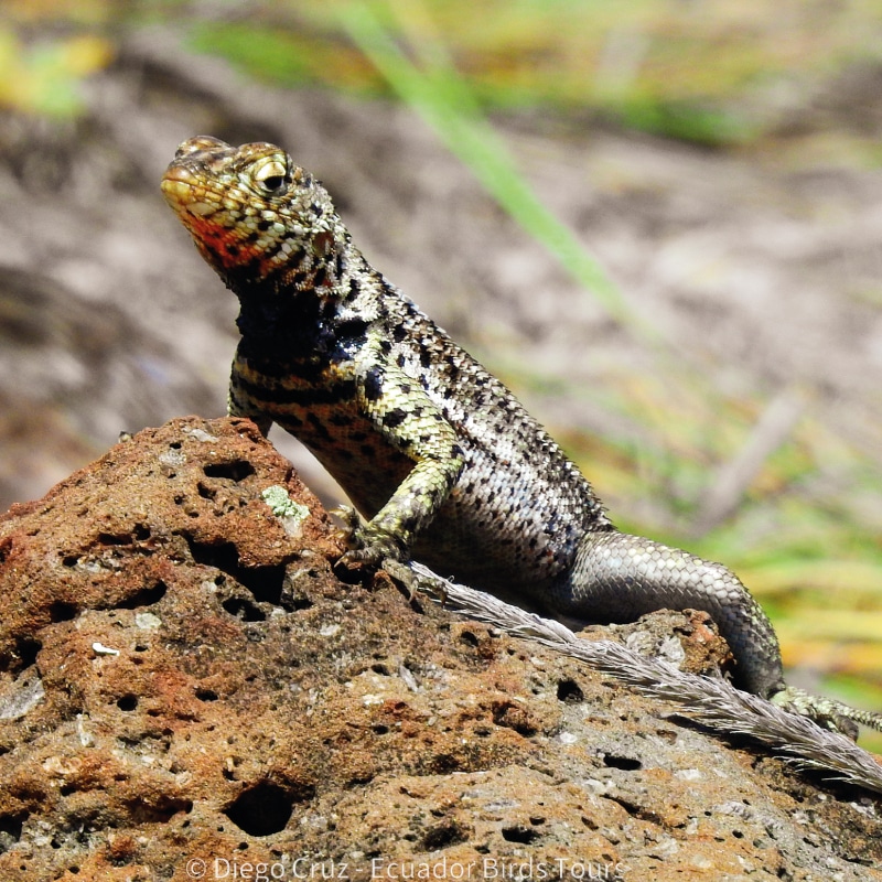 galapagos birding and wildlife tours by ecuador birds tours (1)