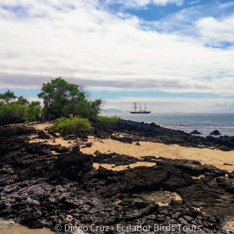 galapagos birding and wildlife tours by ecuador birds tours (13)