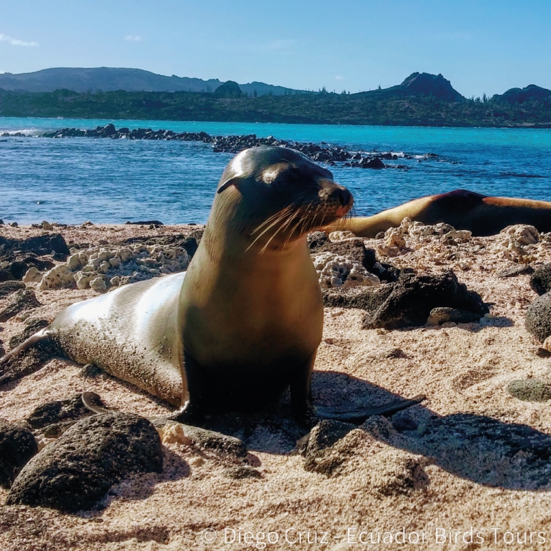 galapagos birding and wildlife tours by ecuador birds tours (15)