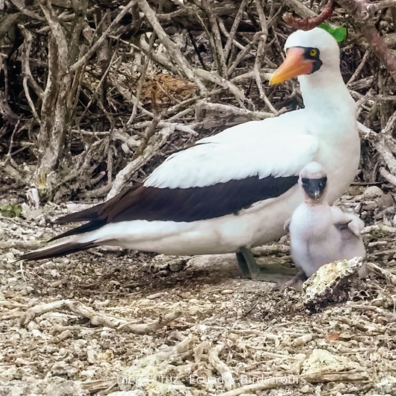 galapagos birding and wildlife tours by ecuador birds tours (16)