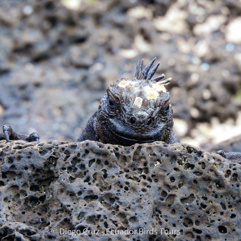 galapagos birding and wildlife tours by ecuador birds tours (3)