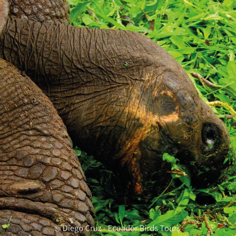 galapagos birding and wildlife tours by ecuador birds tours (4)