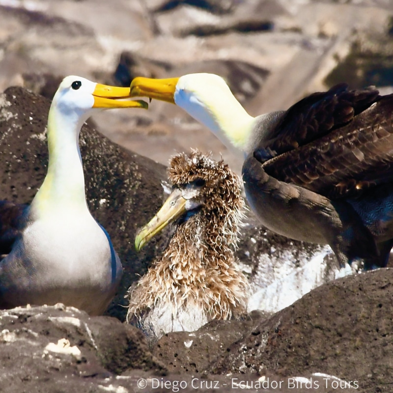 galapagos birding and wildlife tours by ecuador birds tours (5)