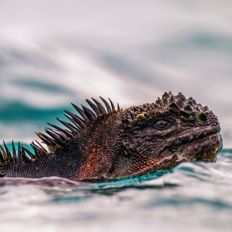 galapagos cruises galaxy yatch by ecuador birds tours (3)