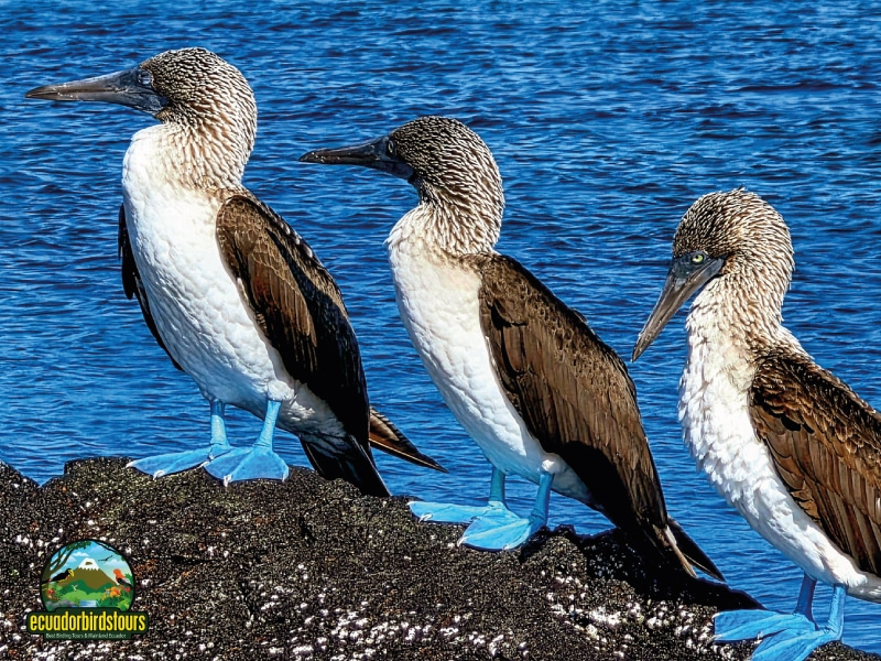 galapagos main photo by birding tours in ecuador (1)