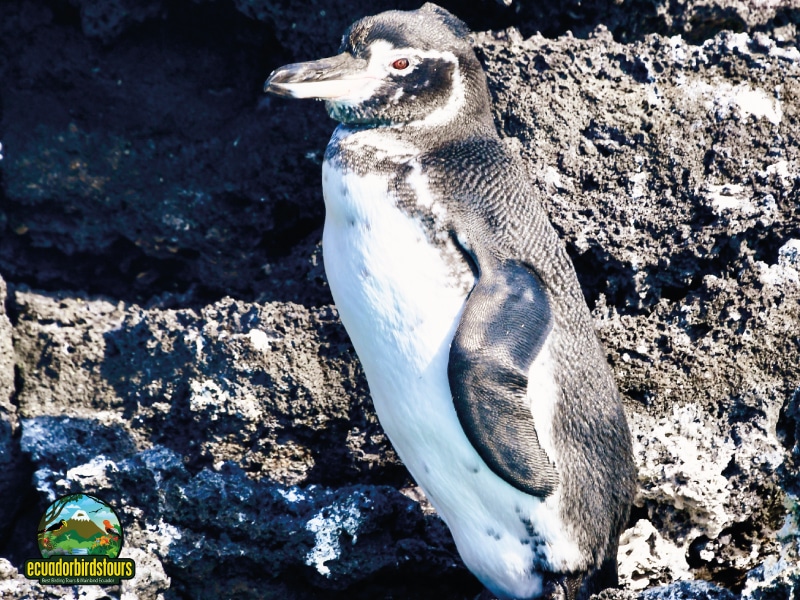 galapagos main photo by birding tours in ecuador (2)