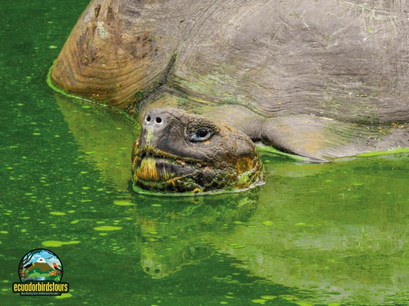 galapagos main photo by birding tours in ecuador (5)