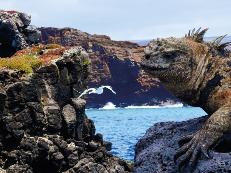 galapagos tours in ecuador by ecuador birds tours