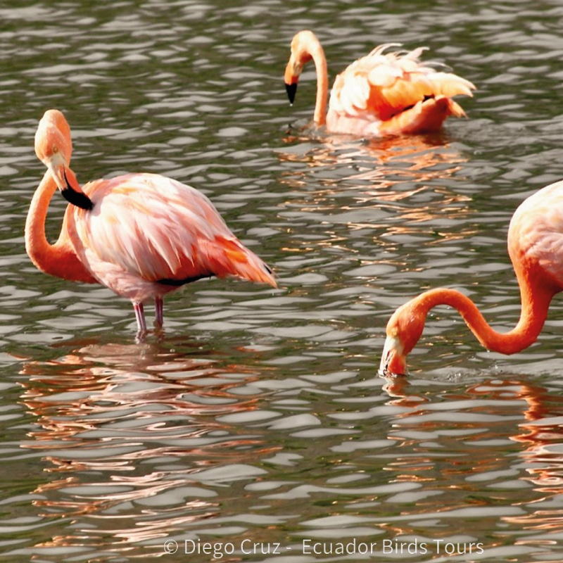 galapagos wildlife tours by ecuador birds tours (1)