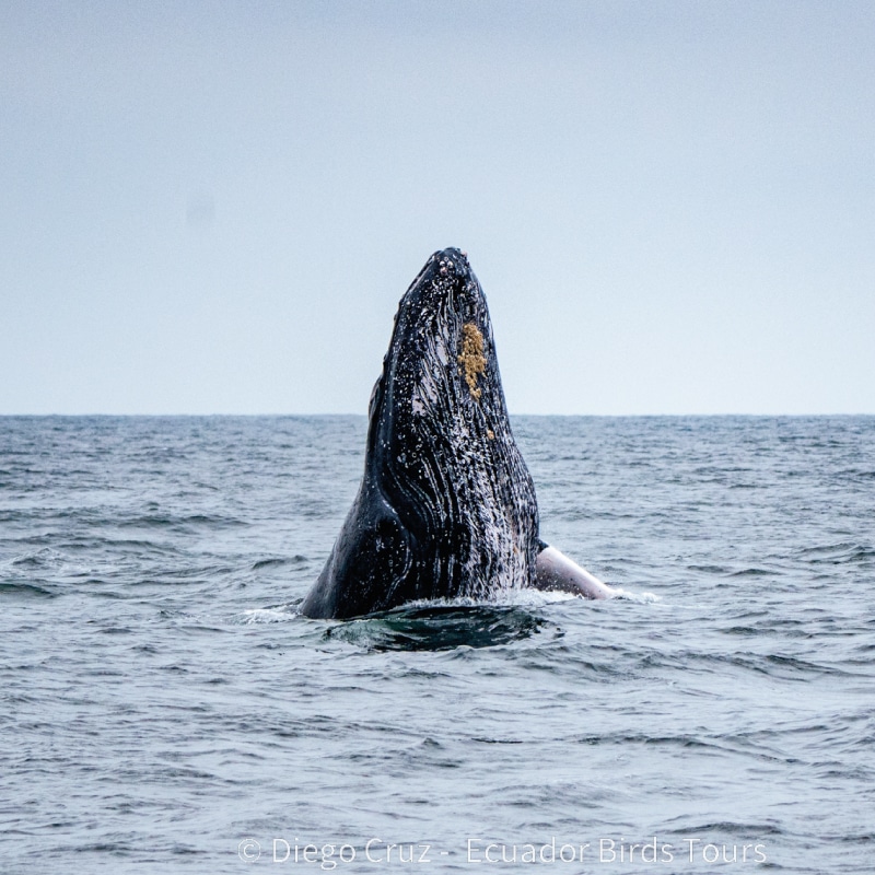galapagos wildlife tours by ecuador birds tours (2)