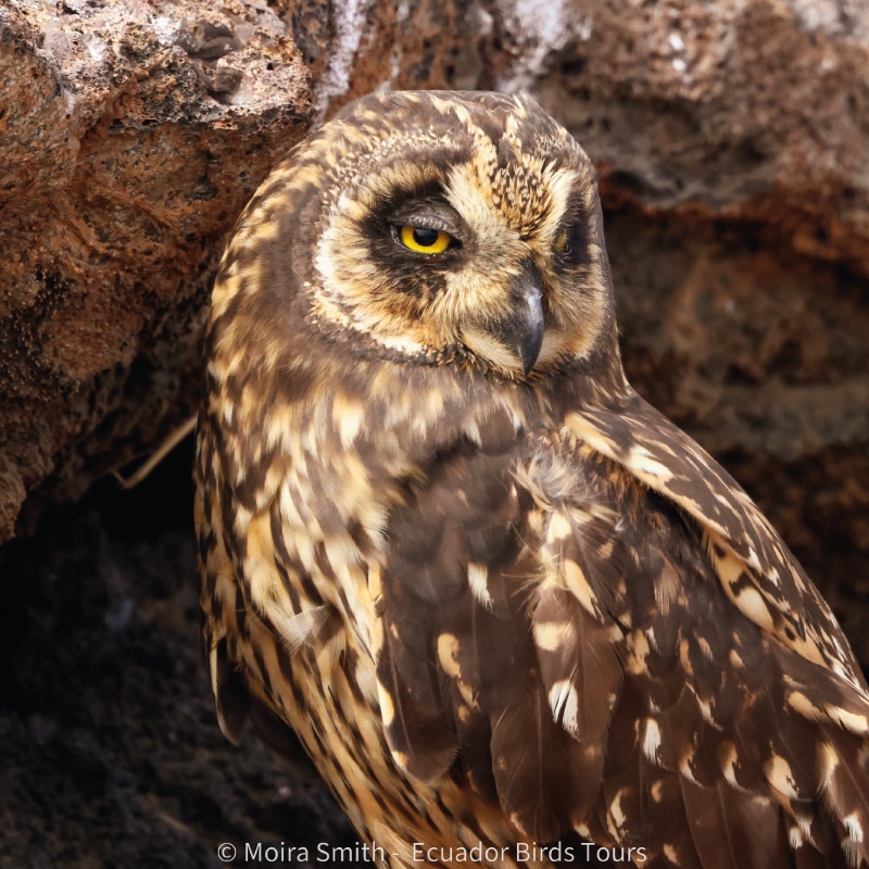 galapagos wildlife tours by ecuador birds tours (7)