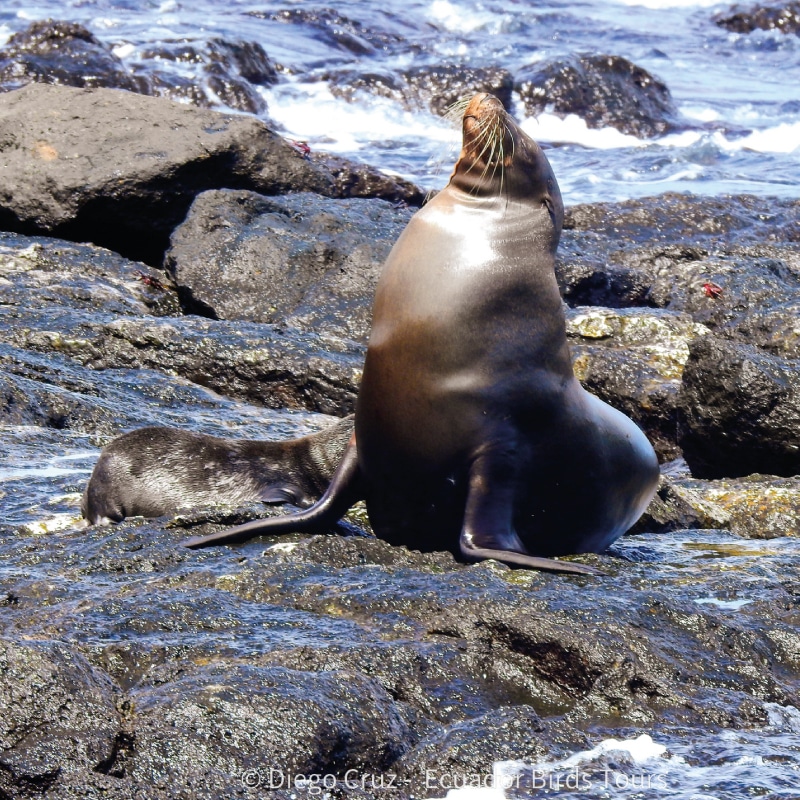 galapagos wildlife tours by ecuador birds tours (8)