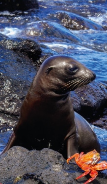 highlights of galapagos islands by ecuador birds tours (5)